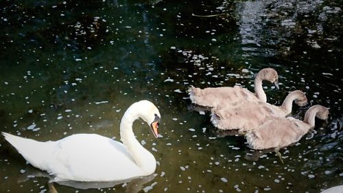 Swans swimming in lake