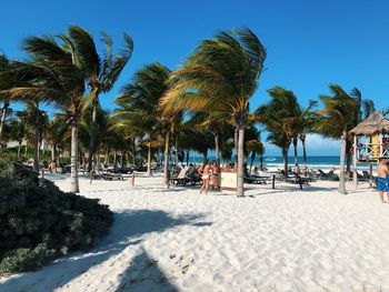 Palm trees on beach against sky