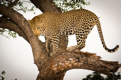 Leopard in tree against sky