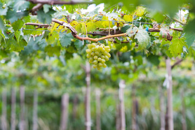 Close-up of grapes growing on tree