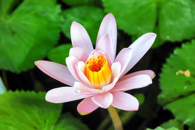 Close-up of pink lotus water lily