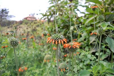 Close-up of flowers blooming outdoors