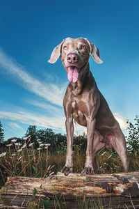 Portrait of dog against sky