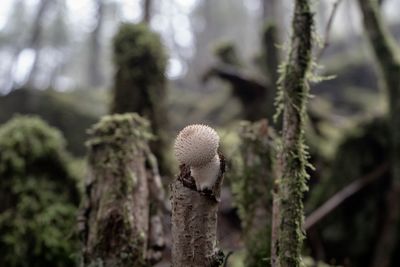 Close-up of mushroom growing on tree trunk