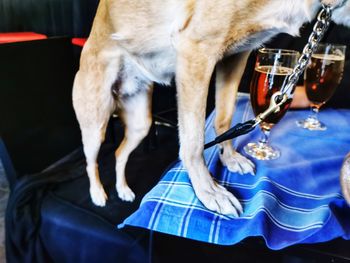 Close-up of dog standing against blue wall