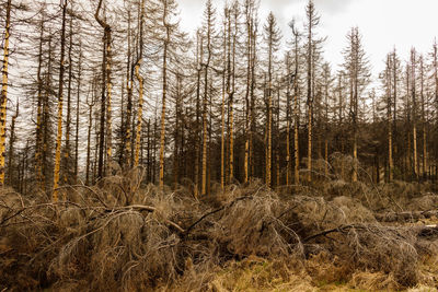 Pine trees in forest against sky