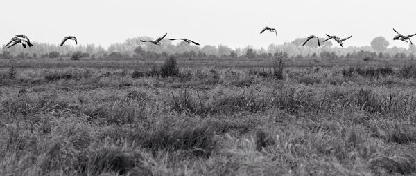 Birds flying over field against sky