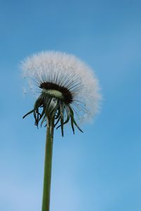 Close-up of dandelion against clear blue sky