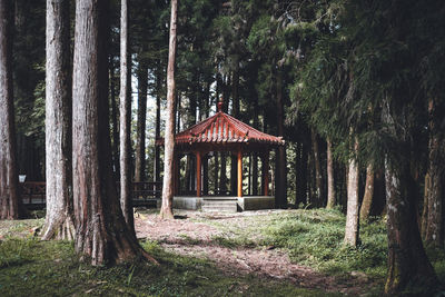 Trees in forest