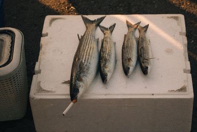 Close-up of food