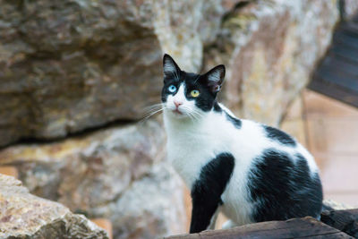 Portrait of cat sitting on rock