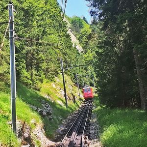 Railroad track passing through trees