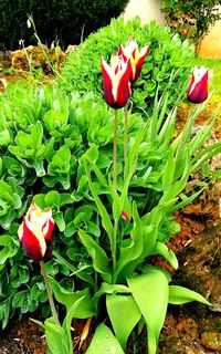 Close-up of red flowers