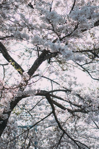 Low angle view of cherry blossom