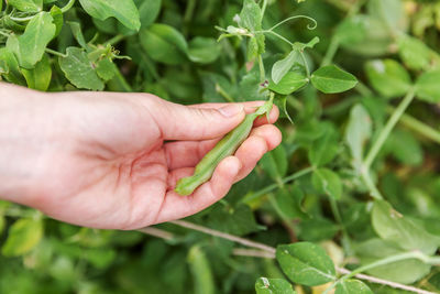 Close-up of hand holding leaves