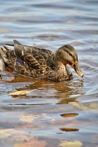 Duck swimming in lake