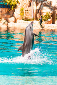 View of bird in swimming pool