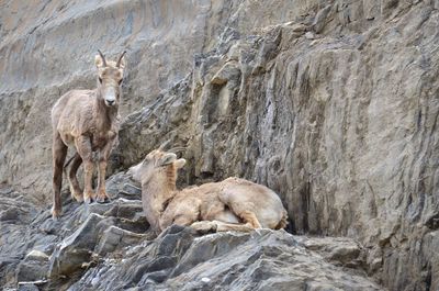 Mountain goats on rock