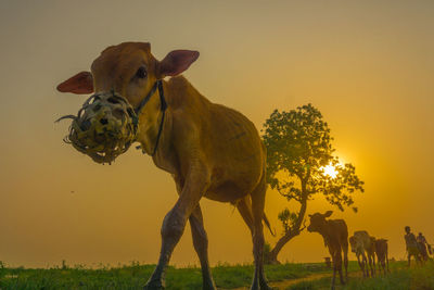 View of a horse on field during sunset