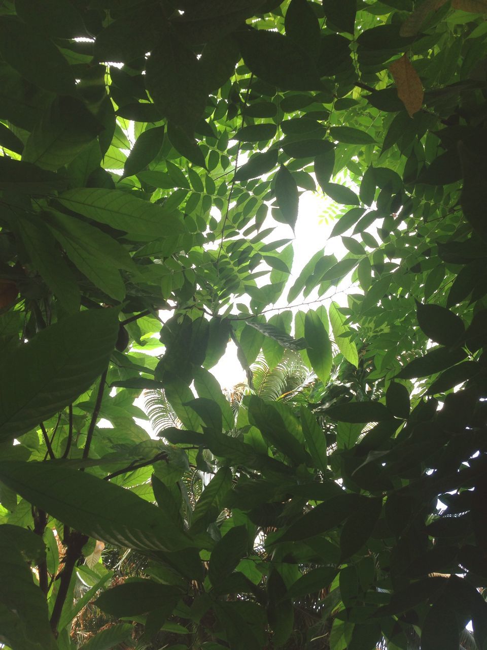 leaf, growth, low angle view, tree, green color, branch, nature, full frame, backgrounds, leaves, beauty in nature, tranquility, day, close-up, outdoors, sunlight, no people, plant, green, lush foliage