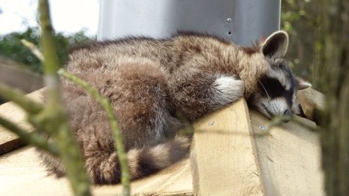 Close-up of cat