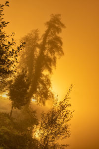 Low angle view of silhouette tree against orange sky