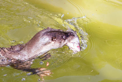 High angle view of fish swimming in lake