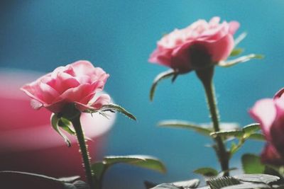 Close-up of pink flowers