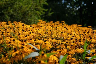 Close-up of yellow flowering plant on land
