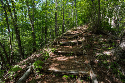 Walkway amidst trees in forest