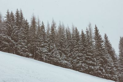 Snow covered trees against sky