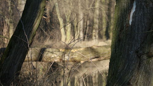 Close-up of trees on field