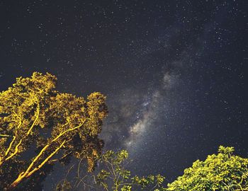 Low angle view of trees against sky at night