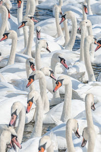 High angle view of swans swimming on lake