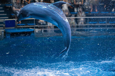 View of an animal swimming in pool