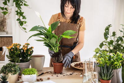 Woman home gardener transplanting white peace lily in flowerpot