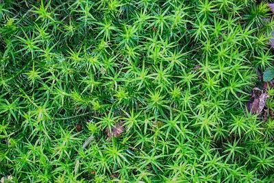 High angle view of plants growing on field