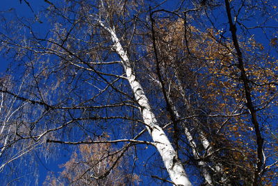 Low angle view of bare trees against sky