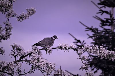 Low angle view of bird perching on cherry tree