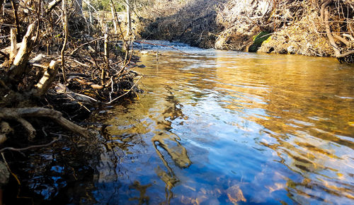 Reflection of trees on river