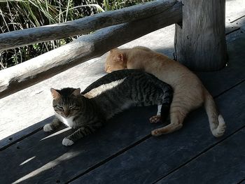 High angle view of cat resting on wooden floor