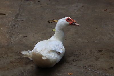 High angle view of duck on field