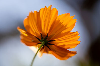 Close-up of yellow flower