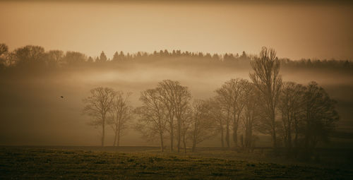 Trees on field against sky during sunset