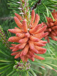 Close-up of orange flower