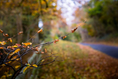 Close-up of plant growing on field during autumn