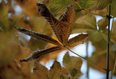 Close-up of plant