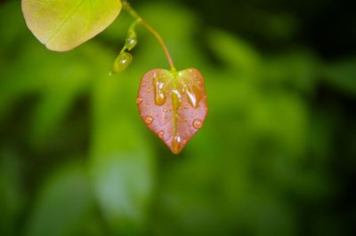 Close-up of leaves