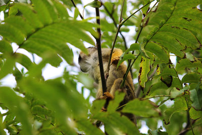 Low angle view of cat on tree