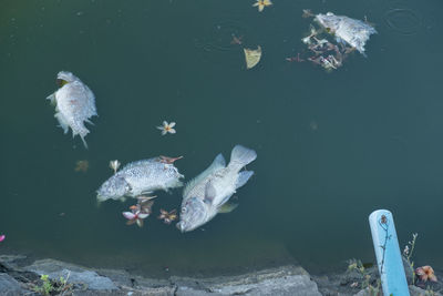 High angle view of fish swimming in lake